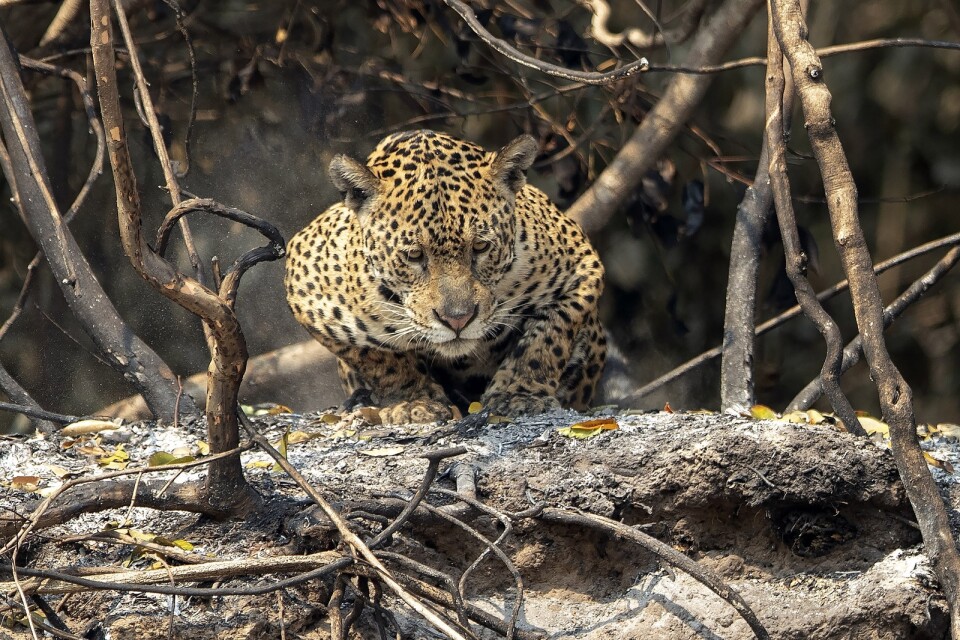 Skogsbränderna i Sydamerika hotar djurlivet. Här en jaguar i våtmarkerna i brasilianska delen av Pantanal. Arkivbild