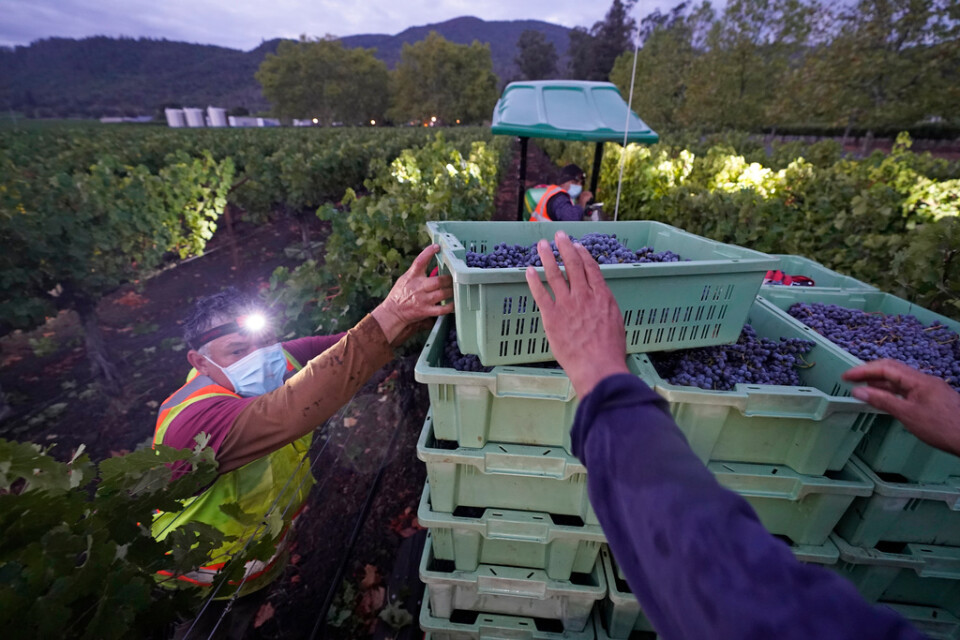 Vindruvor skördas i Kalifornien. Arkivbild.