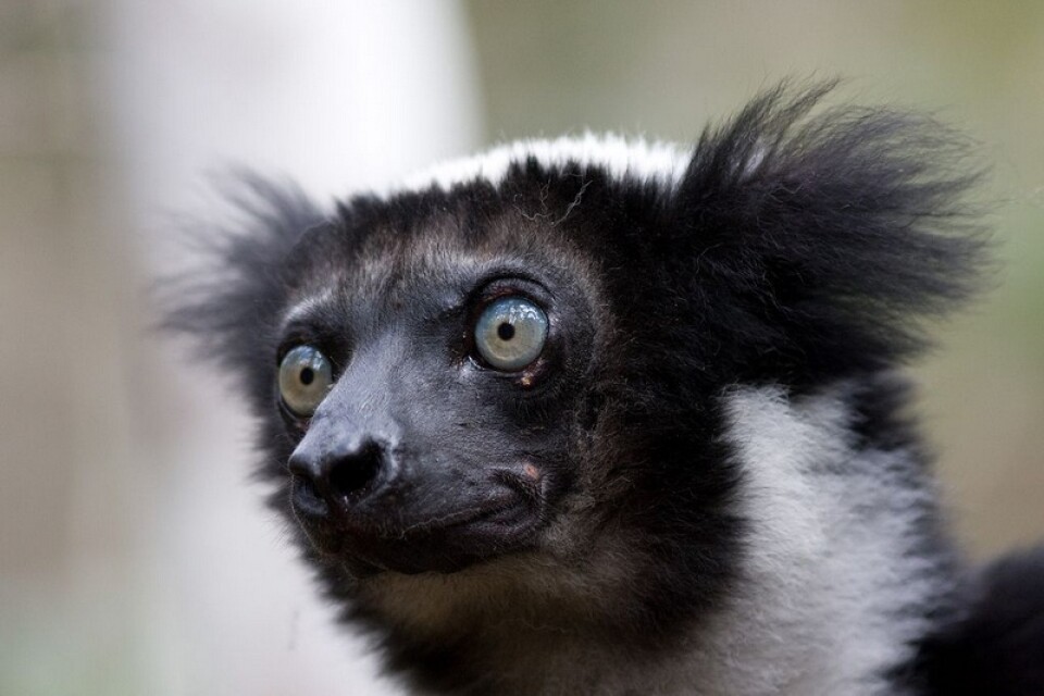 Indrin är den största av alla nu levande lemurer. Dess märkliga läte har gjort den berömd. Foto: Roland Johansson/TT