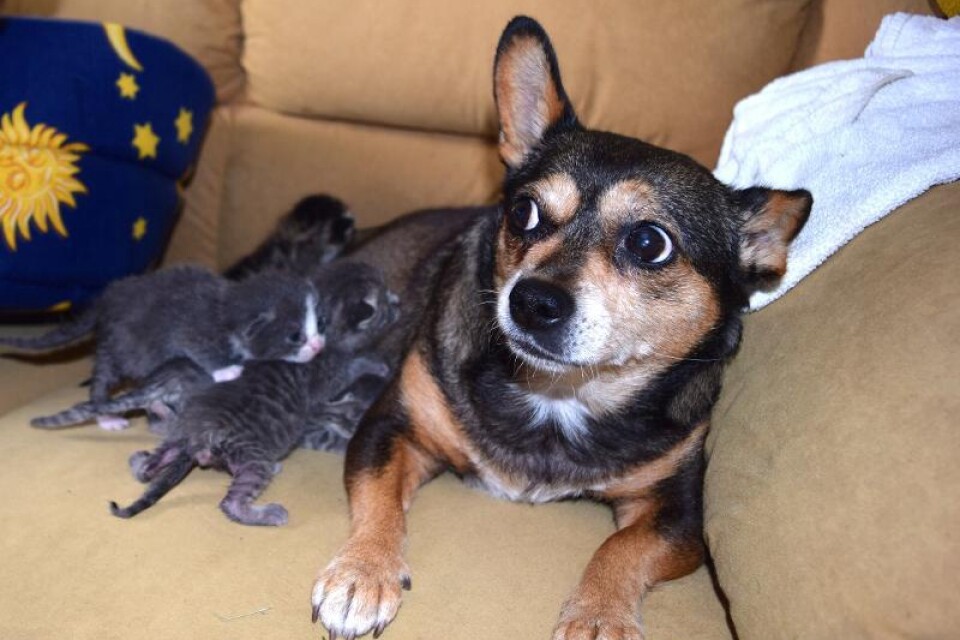 Vill inte bli diad. Hunden Olga fick bli surrogatmamma till kattungarna och tog emot dem. Hon gillar dock inte när de försöker dia henne.
