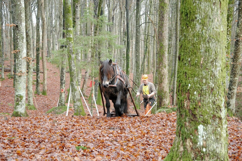 Jörgen Andersson och hans häst Stallargårdens Corona är på väg up för en av backarna i skogen bakom Bjärnums museum där DM i skogskörning med häst avgjordes. 							        Foto: Robert Rolf