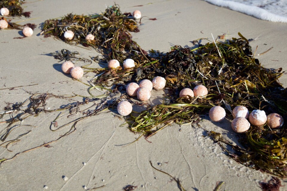 Hundratals svagt rosafärgade bollar i storlek av en pingisboll låg längs stränderna på sydkusten under måndagen.