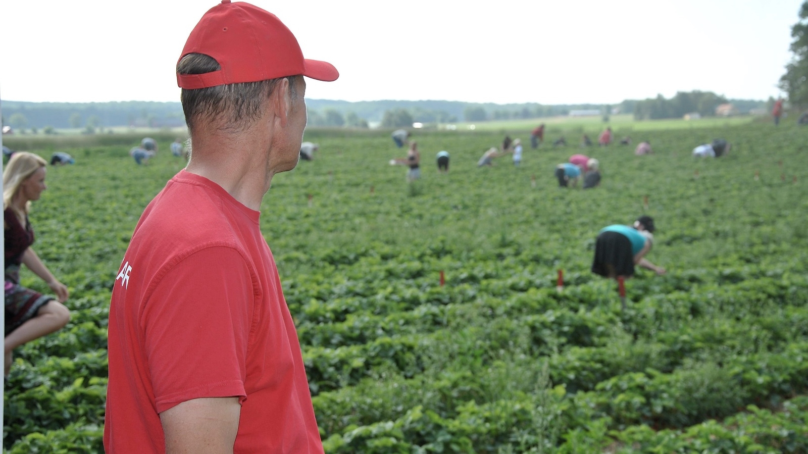 Anders Persson blickar ut över sina jordgubbsfält i Kvistalånga. Ett nytt försäljningsrekord ser lovande ut, säger han.