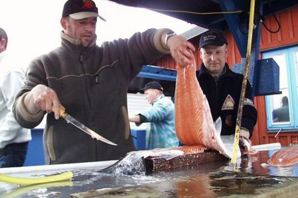 Trollingfiskarna Sven Günther och Witt Thomas från Lübeck rensar en lax på tio kilo. bild: pontus persson