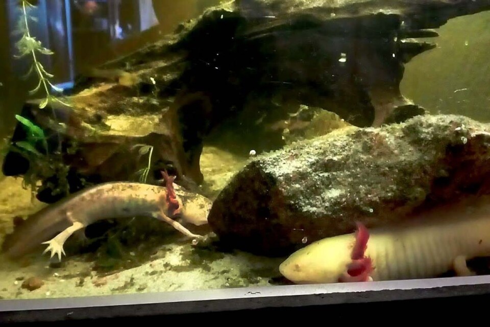 På bilden syns en sjuk axolotl som efter en misslyckad avlivning ska ha slängts tillbaka i vattnet.