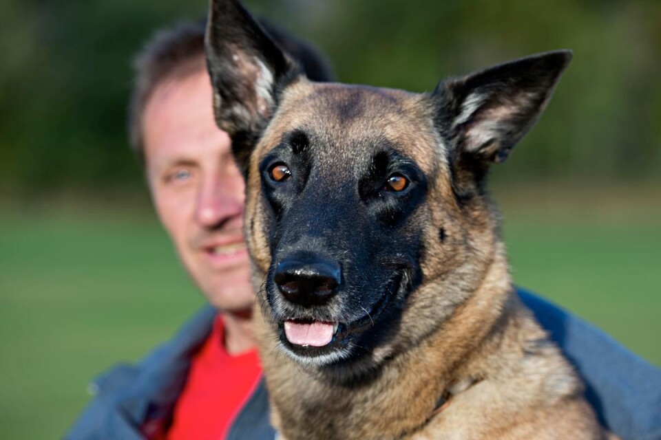 På sin meritlista har Kula bland annat en fjärde plats i VM för belgiska vallhundar. Foto: Marcus Palmgren