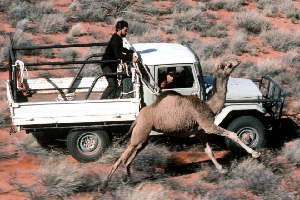 Ranchägare i Australien som jagar och fångar en dromedar. Dromedarerna infördes i Australien på 1880-talet och förvildade djur förökade sig snabbt. Arkivbild