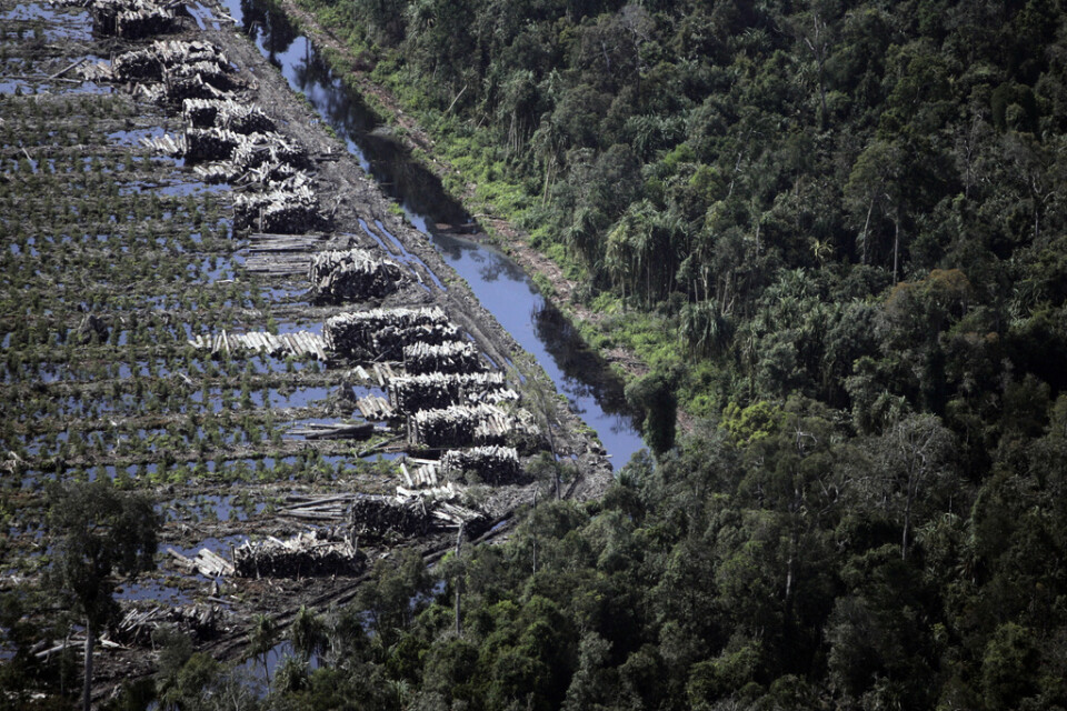 Ett avskogat område med akaciaträd på den indonesiska ön Sumatra. Till höger ses naturlig skog. Arkivbild.