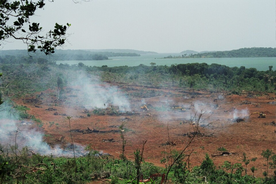Regnskog vid Viktoriasjön i Uganda ger plats för oljepalmsplantager