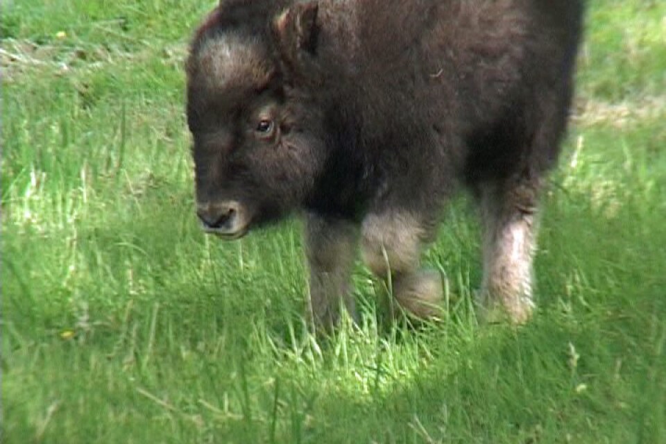 En myskoxkalv har hittats död i Härjedalen. På bilden en annan kalv, i Skånes djurpark 2009.