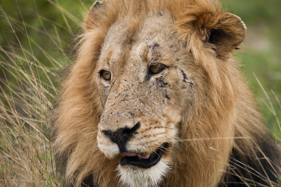 Två lejon var inblandade i attacken. Arkivbild – lejonet på bilden var inte inblandad i händelsen.