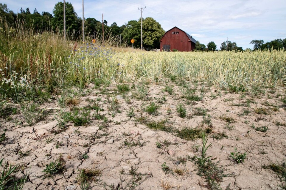 Den svåra torkan i länet under sommaren satte hård press på ansvariga myndigheter. Landshövding Thomas Carlzon skriver i dag om det som kan ha varit länsstyrelsens mest intensiva sommar någonsin.