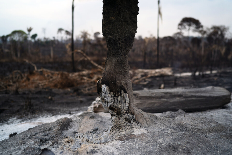Bränderna i Amazonas upprör många. Men Brasilien säger sig inte ha resurser att få stopp på dem.