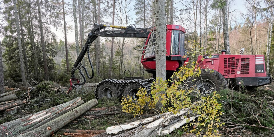 ”Bombmurklor och granbarkborrar – nu måste tokigheterna i den svenska skogen få ett slut”