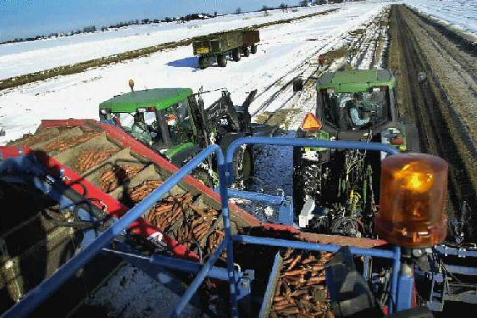 En vinterdag som i går plockades 40-50 ton morötter upp ur jorden.