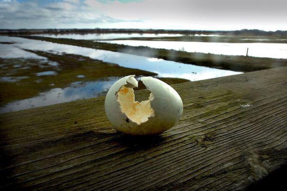 Gräsänder har flera fiender. Innehållet i det här ägget har ätits av en kråka. Bild: PETER ÅKLUNDH