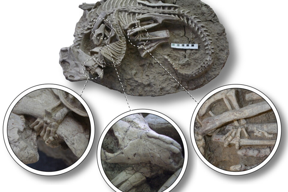 Fossilet av de två sammanslingrade djuren, med infällda förstoringar som visar huvudet av Repenomamus som biter i bröstkorgen på Psittacosaurus (mitten), framtassen som greppar om dinosauriens käkar (till vänster), och baktassen som greppar om dess bakben (till höger).