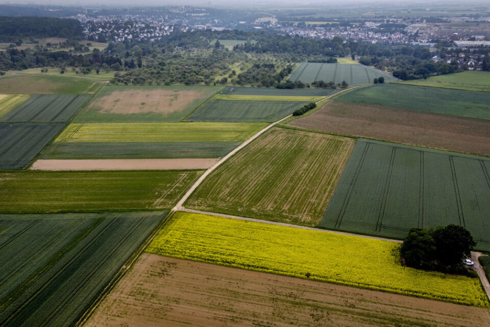 Tyskland lättar på restriktioner för säsongsarbetare inom jordbruket. Arkivbild.