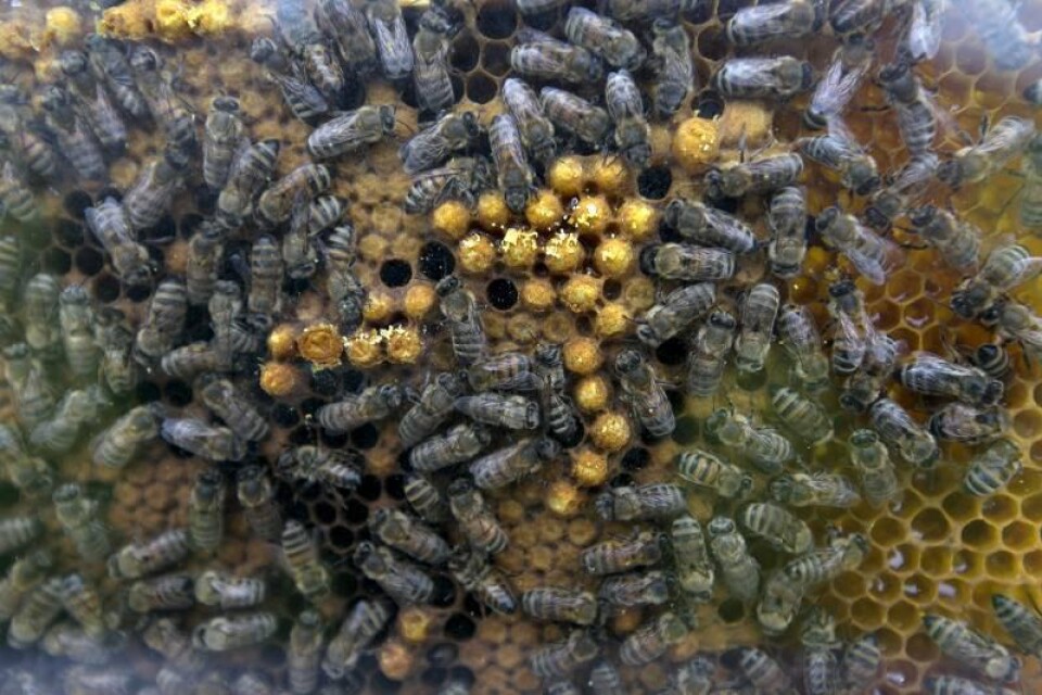 Vaxkakorna blir till med hjälp av binas vaxkörtlar.