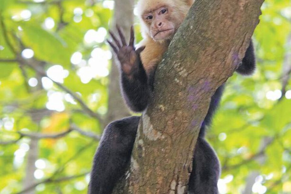 Vitansiktade capuchinapor är en vanlig syn i Costa Rica. De är oblyga och finns både i djungeln och nära bebyggelse.