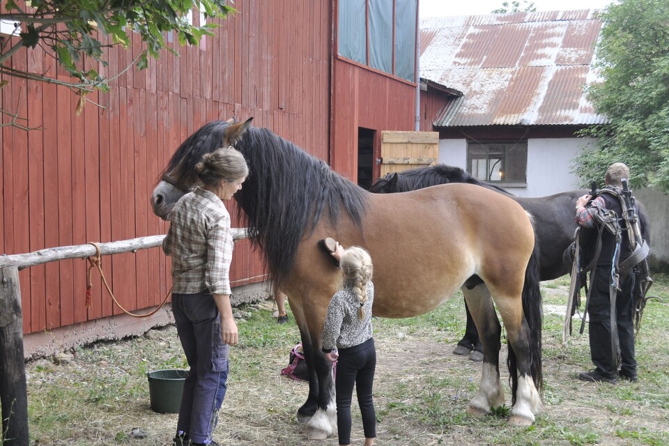 Två av hästarna som ägs av föreningen Mittlandets brukshästar görs iordning inför dagens ritt och körning.
