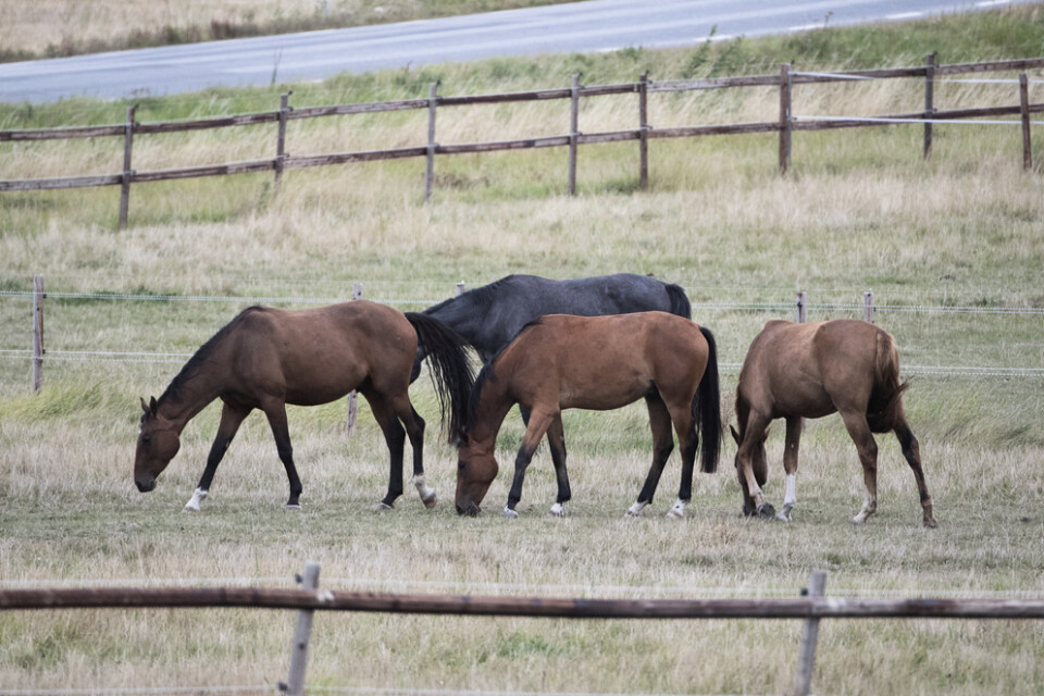 Fyra hästar har dött efter ett stort virusutbrott under en hopptour i Spanien. Arkivbild.