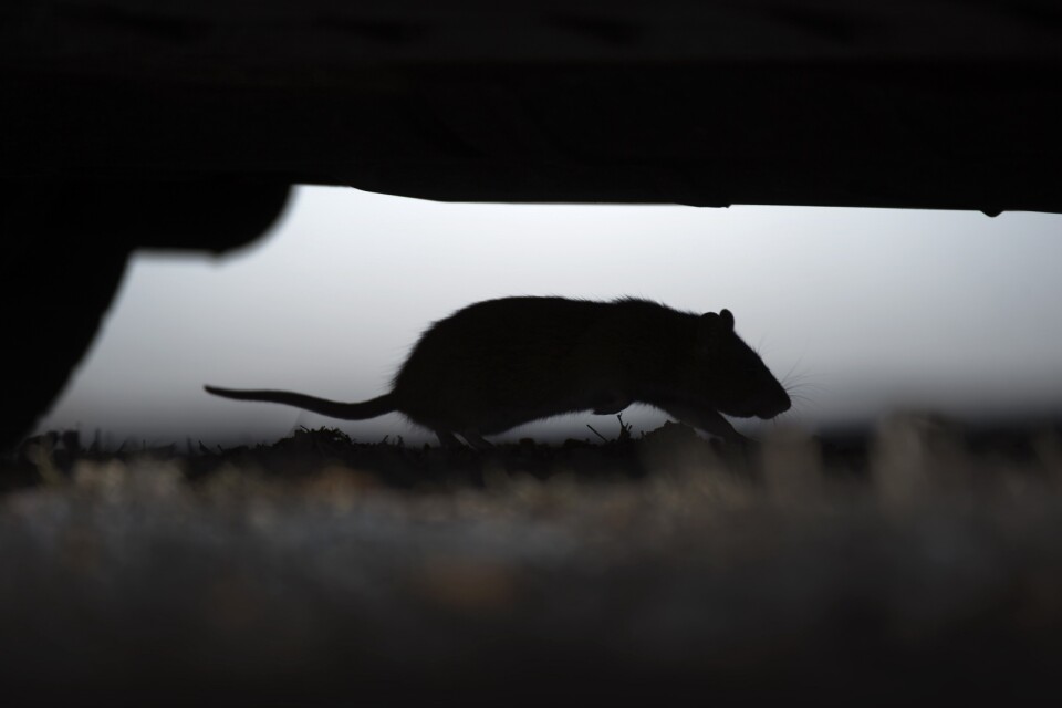Kan råttorna få regeringen att ta klimatkrisen på större allvar?