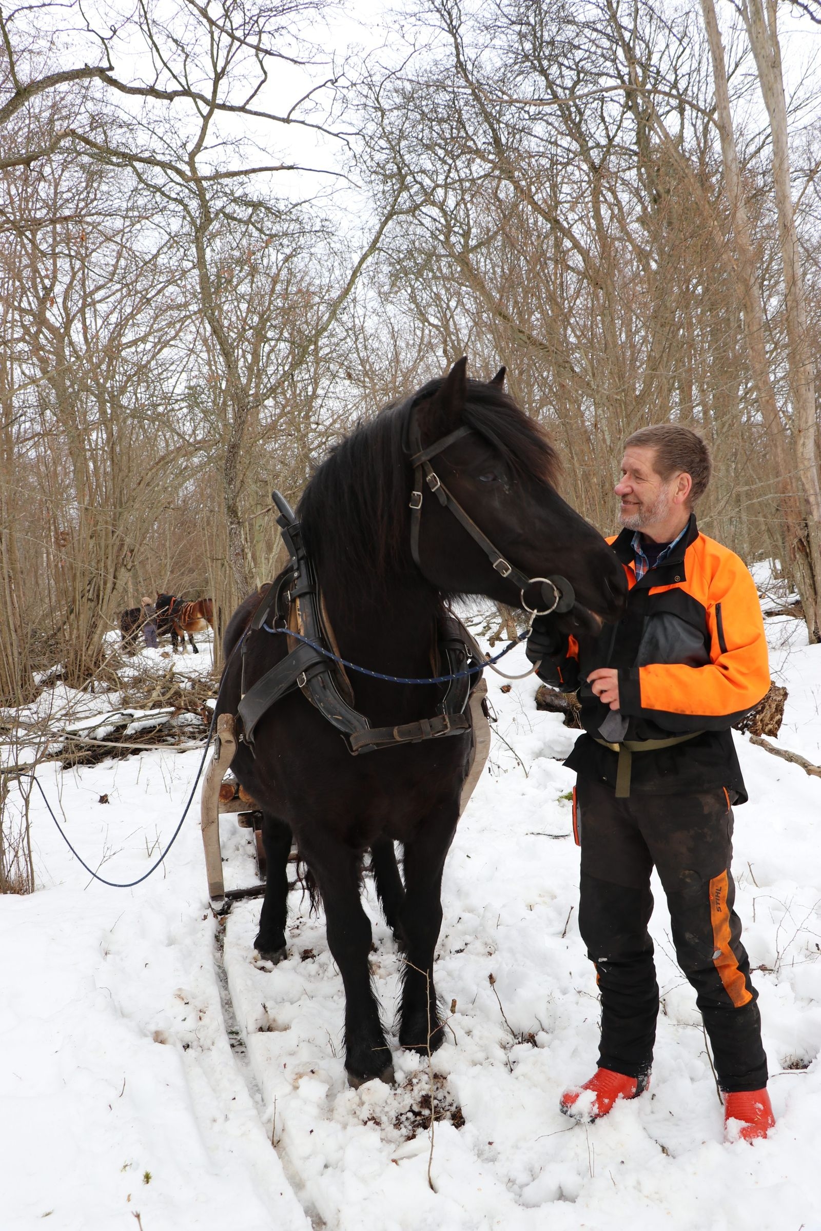 Ett väldigt nära samarbete utvecklas mellan häst och människa. Stenne och Juvel är vana vid att arbeta i skogen tillsammans.