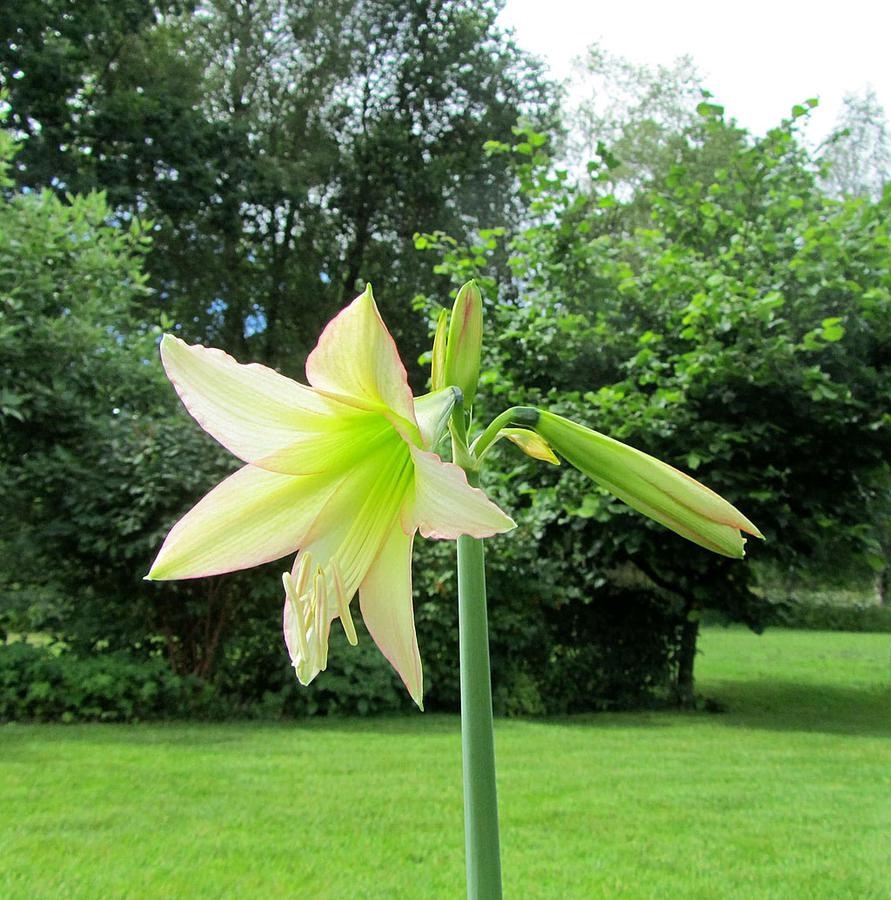 I våras planterade Elisabeths Kostin den här amaryllisen i sin trädgård, och i juli så blommade den igen.