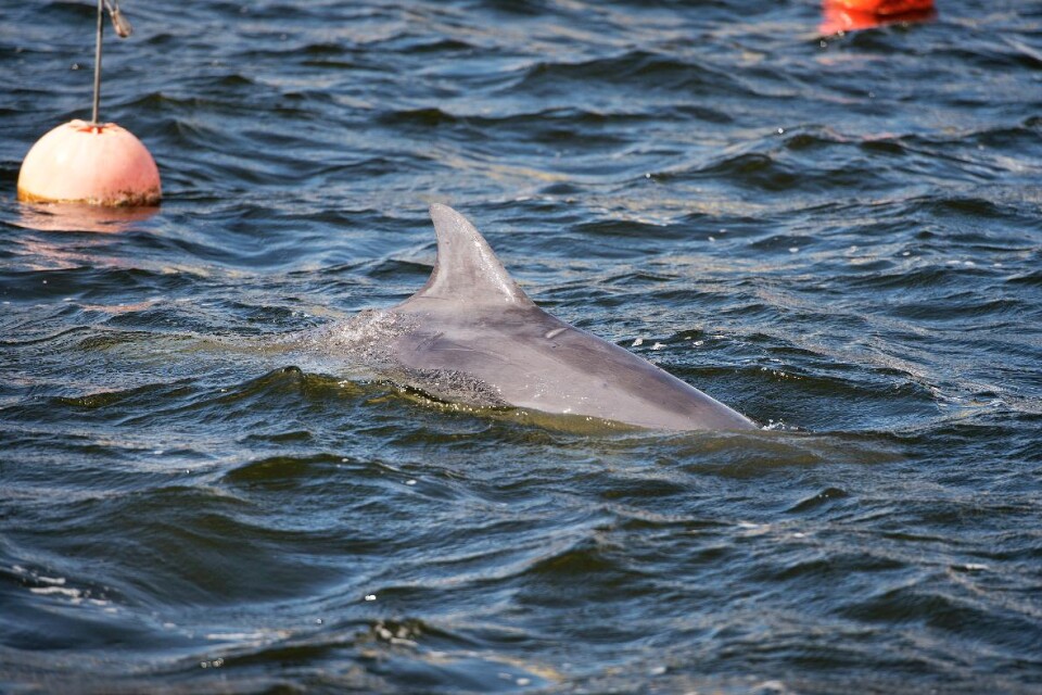 I våras simmade delfinen Vilse runt utanför Blekingekusten, här syns den ovanliga besökaren i Saltösund.