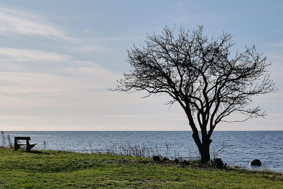 Det ensamma trädet vid sjökanten när vackert i all sin nakenhet. Men ensamheten gör det också känsligt för hårda vindar när det inte finns något skydd.