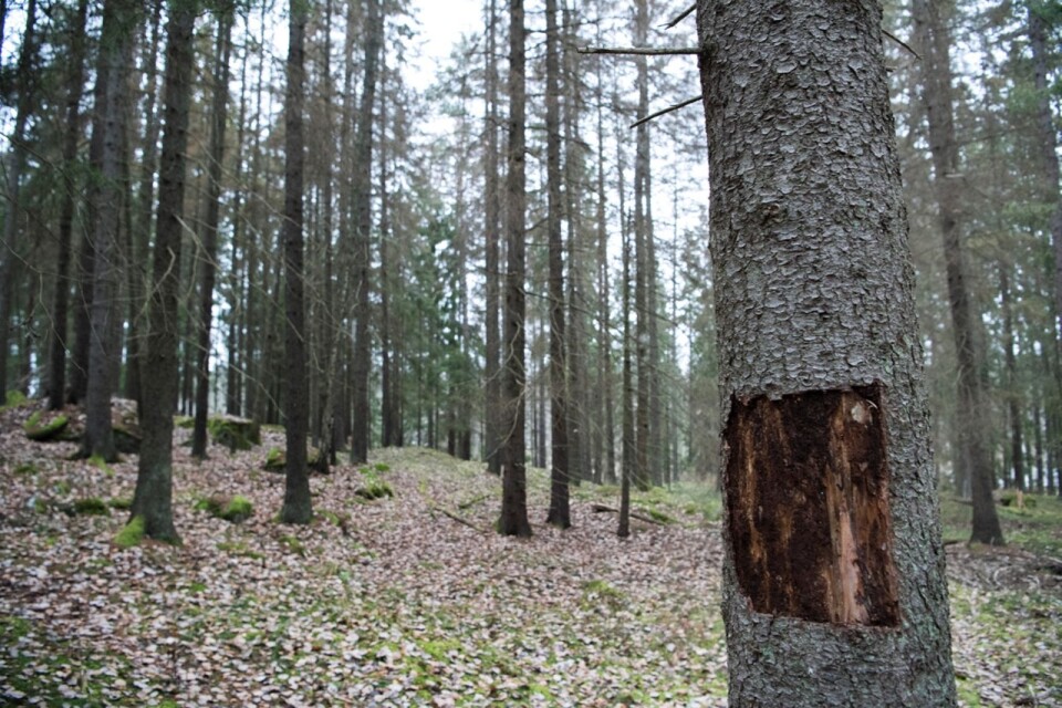 Granbarkborrens har orsakat skador på cirka sju miljoner kubikmeter skog i år. Det är nästan en fördubbling jämfört med rekordåret 2018. Skadeinsekten framfart har förstört virke för cirka tre miljarder kronor.
