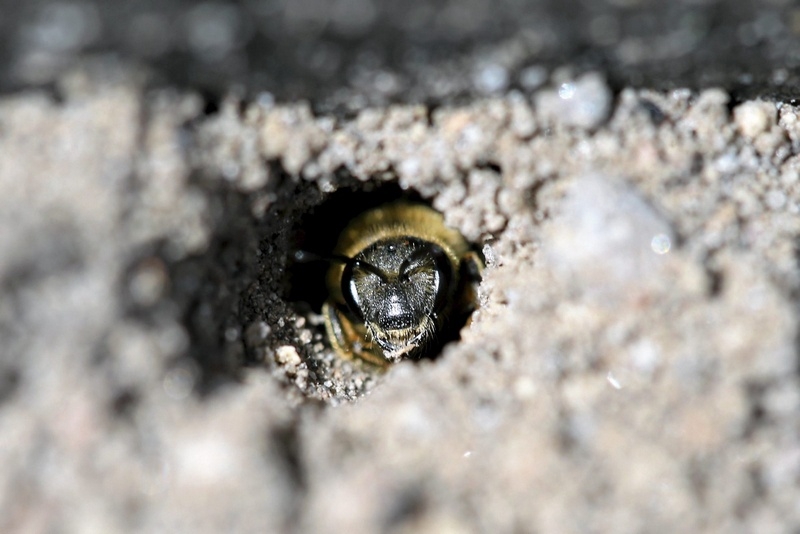 Det råder full aktivitet i rabatten när grävarbina kryper in och ut ur hålen med pollen. Foto: Stefan Sandström