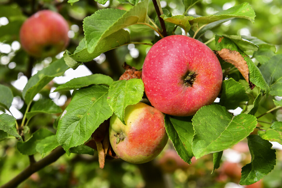 Mängder har frukt har försvunnit från en äppelodlares ägor i Skåne. Arkivbild.
