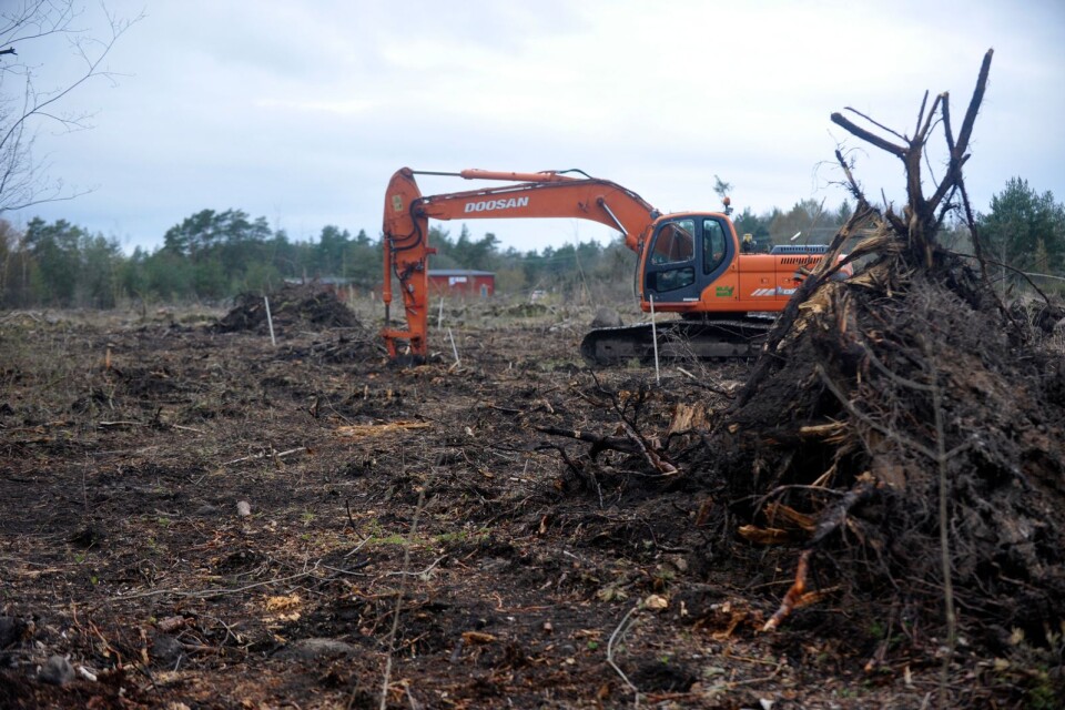 Sedan i vintras har Ölands GK röjt undan skogsmarker för att kunna bygga en ny bevattningsdamm.