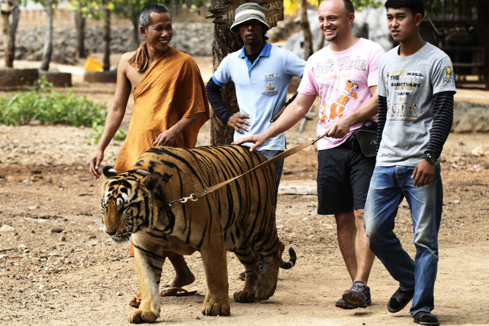Turister tilläts promenera en tiger i koppel på buddhisttemplet, som marknadsförde sin verksamhet som en "fristad" för tigrar. Arkivbild.