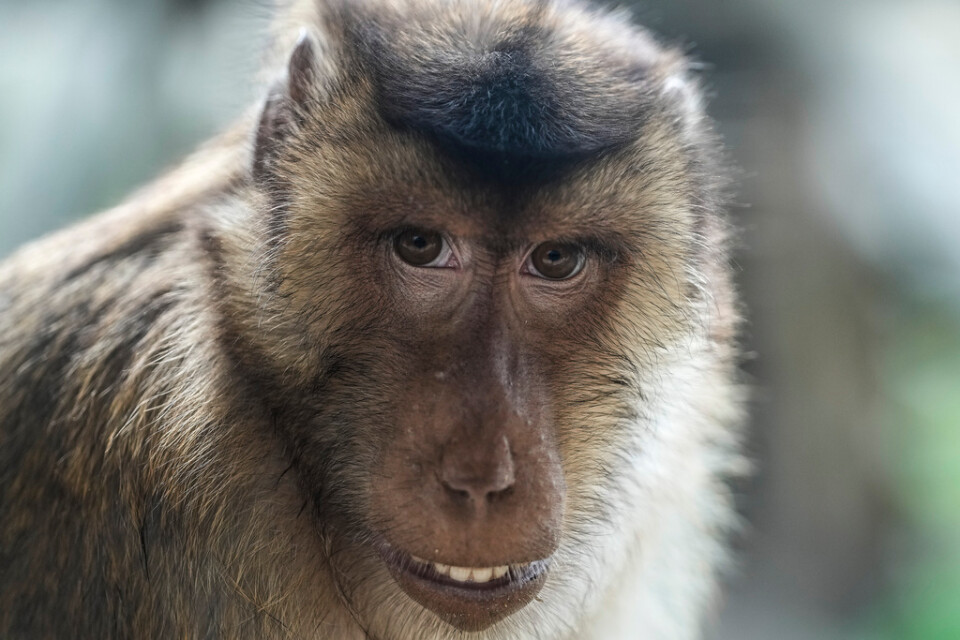 En makak, av arten svinmakak. Arkivbild.