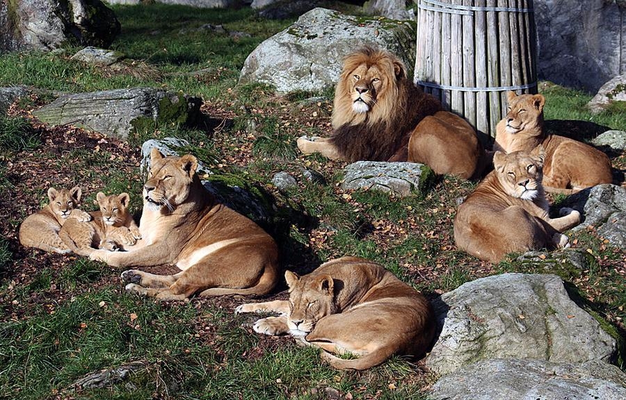 Hela familjen lejon samlade i morgonsolen på Borås djurpark. Foto: Christina Lindén