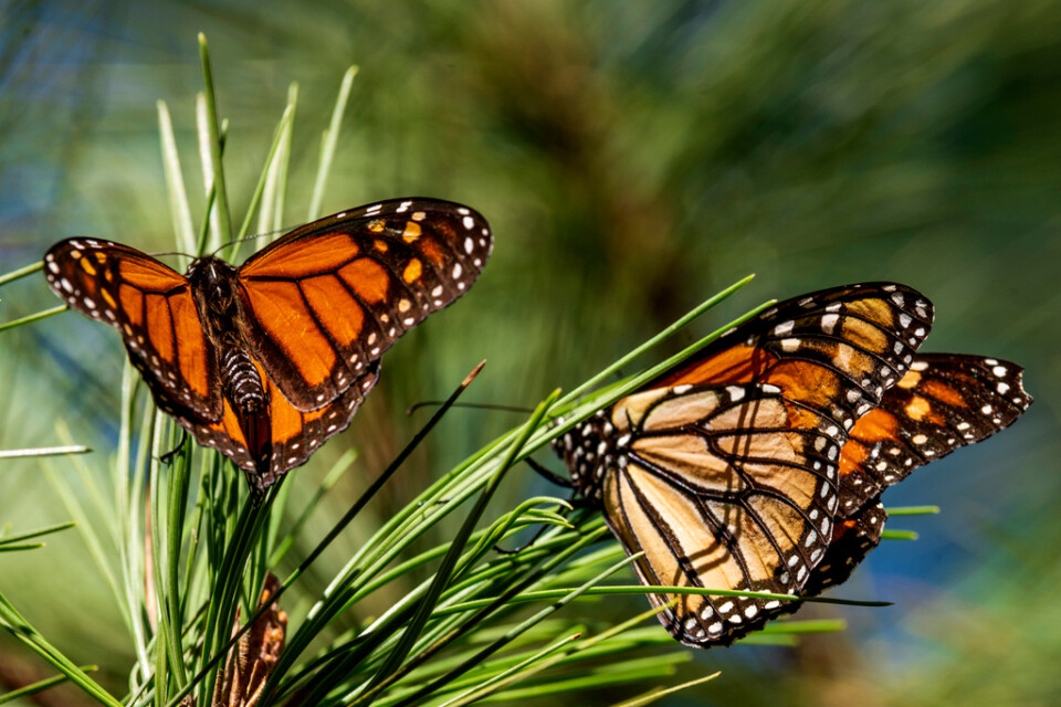 Monarkfjärilar i Kalifornien. Arkivbild.
