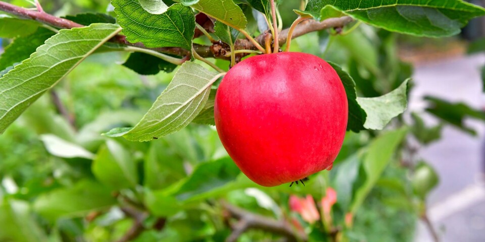 Vad är det för fel på våra svenska äpplen?