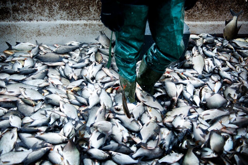 Runt 60 ton vitfisk ska upp ur fyra sjöar i Kristianstadstrakten. Arkivbild.