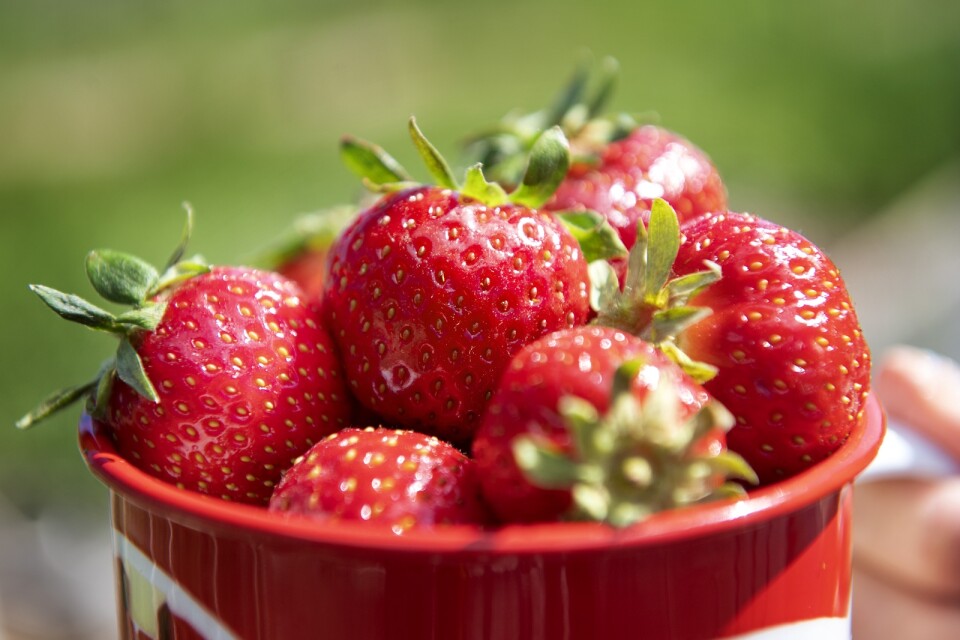 Värmen i södra Sverige har räddat de svenska jordgubbarna, lagom till midsommar. Arkivbild.