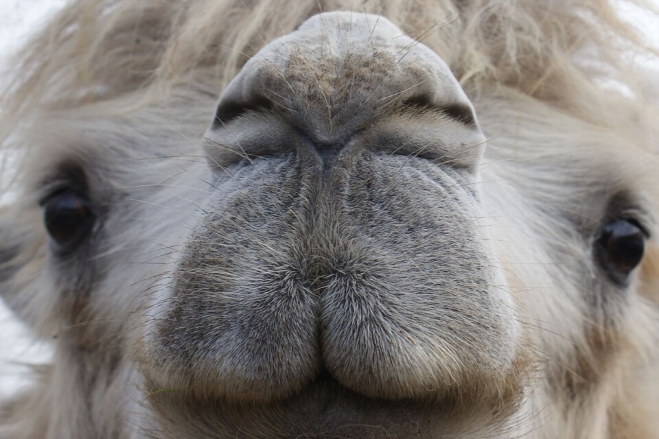 Många besökare imponeras av att kamelerna är så lugna.