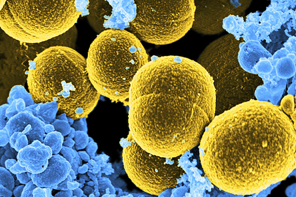 Bakterier kommunicerar med varandra kemiskt. På bilden, i gult, syns en av de vanligast förekommande arterna, Staphylococcus aureus. Den orsakar ibland svår matförgiftning.