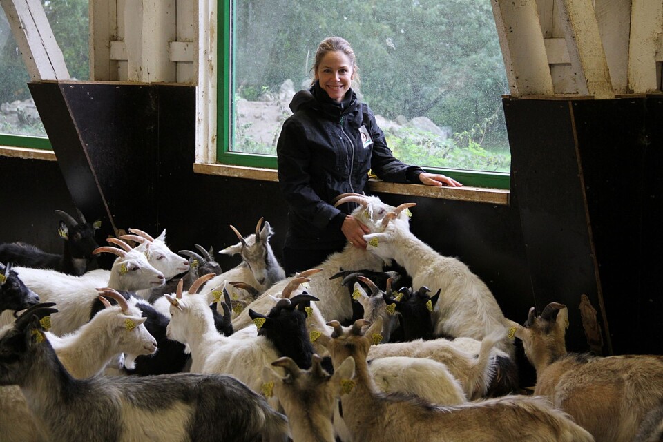Annika Bullus och hennes satsning på Hagelstad Goat finns med i motivering till varför Källa socken är Årets Ölandsby.