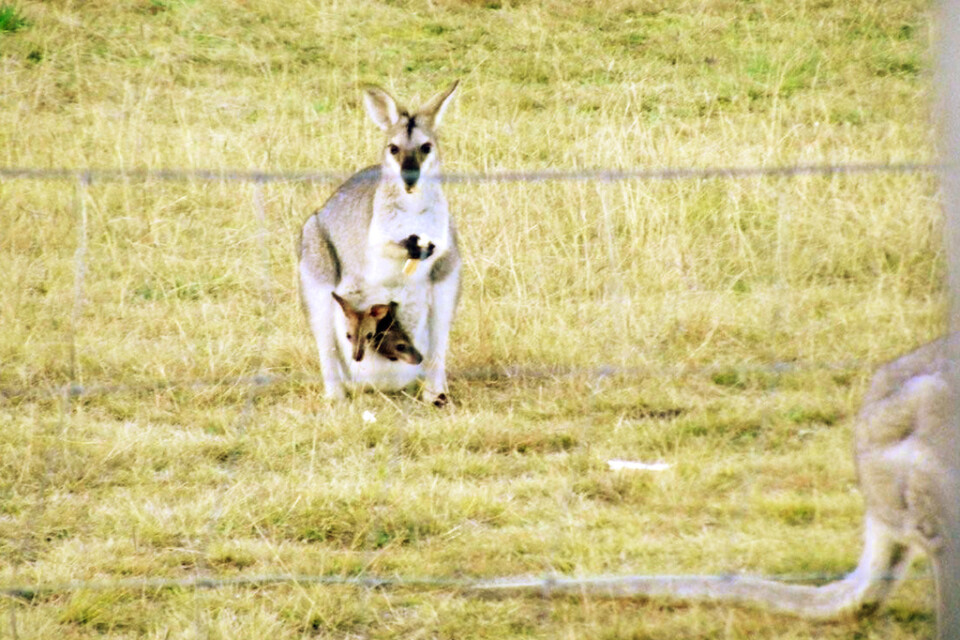 Djuret som var på vift är en så kallad vallaby, en mindre släkting till kängurun. Arkivbild.