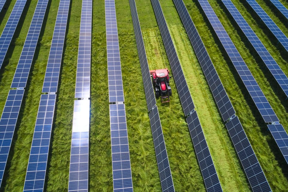 European Energys solcellspark i Harre på Jylland, där solkraftproduktion och jordbruk sker sida vid sida.