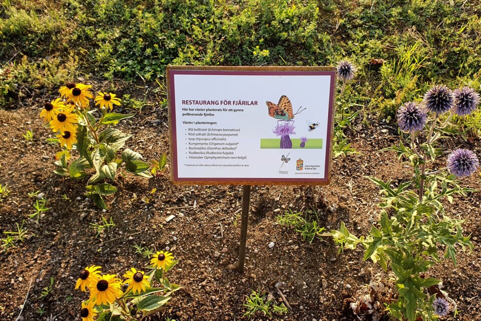 Att anlägga blomrika miljöer som i sin tur innebär föda för bilda bin, men även andra djur som exempelvis fjärilar, är en av åtgärderna som i Kalmar län har gjorts inom Åtgärdsprogram för hotade arter.