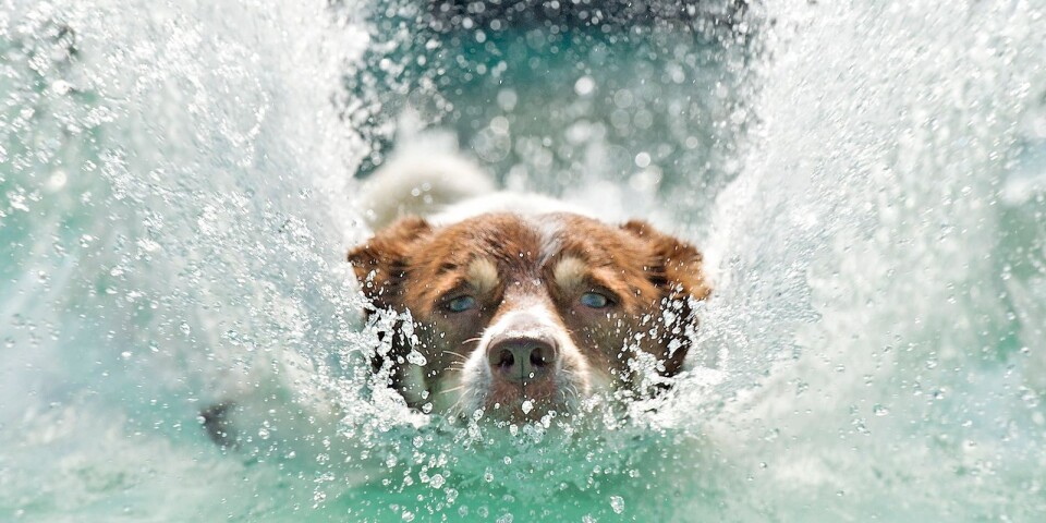 På flera ställen i länet är det fritt fram för hundar att bada.