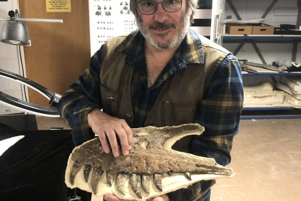 David Burnham håller upp den förbryllande fossilen av en välbevarad käke som kan tillhöra en ung Tyrannusaurus rex, eller möjligtvis den omdebatterade arten Nanotyrannus.